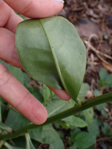 Talinum nocturnum