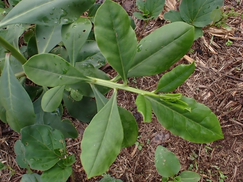 Talinum nocturnum