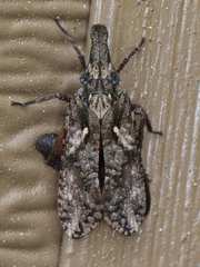 Amycle vernalis