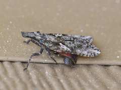 Amycle vernalis