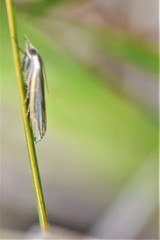 Crambus satrapellus