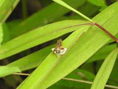 Eristalinus paria