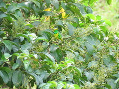 Chlorophonia callophrys