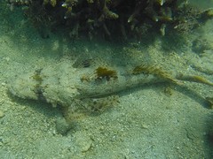 Cymbacephalus