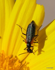 Eupompha elegans