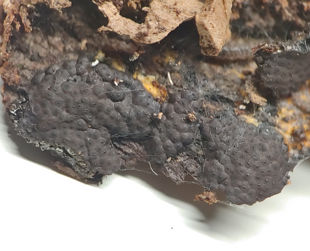 Hypomontagnella