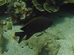 Plectroglyphidodon apicalis