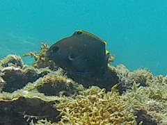 Plectroglyphidodon apicalis