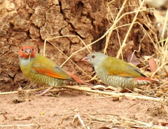 Orange-Winged Pytilia photo 3