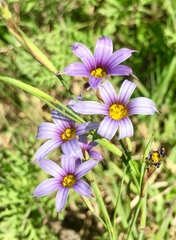 Sisyrinchium platense