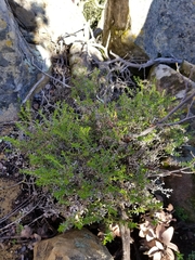 Galium cliftonsmithii