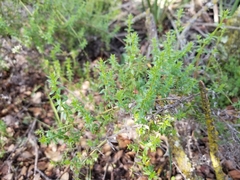 Galium cliftonsmithii