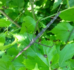 Orienscopia