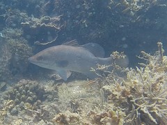 Psammoperca datnioides