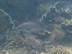 Psammoperca datnioides