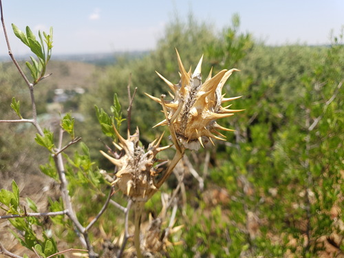 Datura ferox iNat (2)