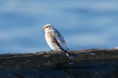 Plectrophenax hyperboreus