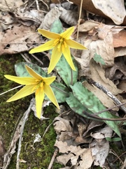 Erythronium rostratum