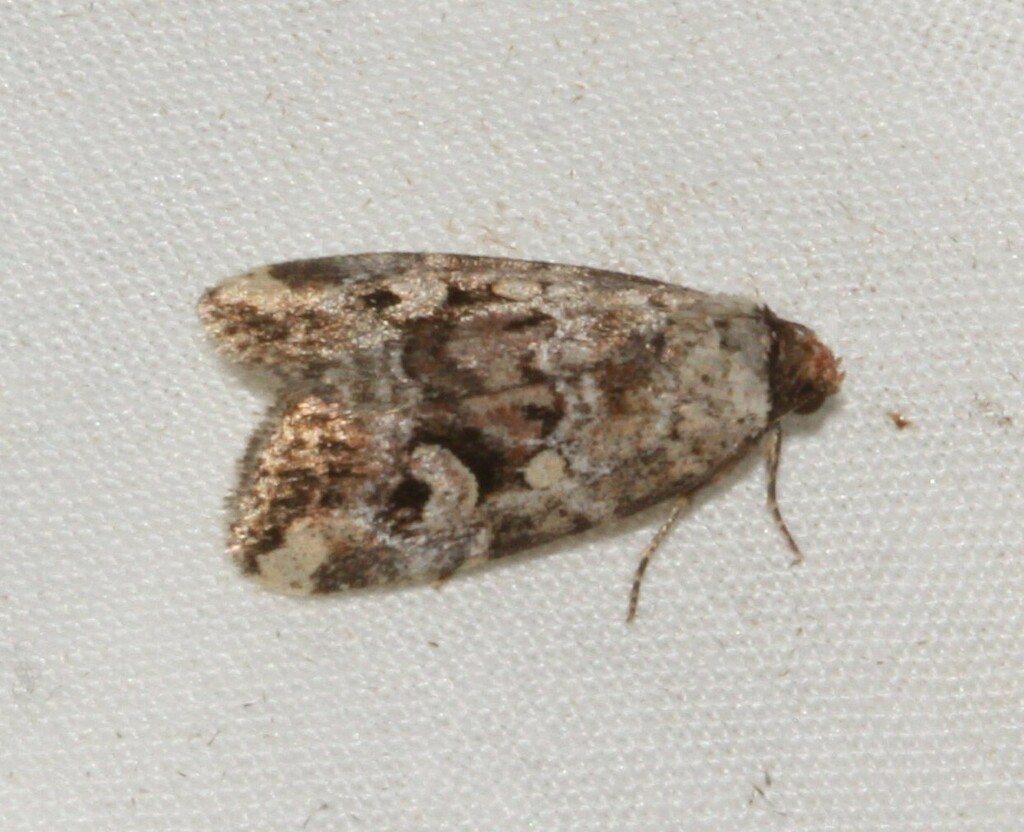 Pale-winged Midget from Mont-Joli, QC, Canada, 1101 rue Lussier on July ...