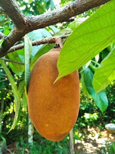 Image of Theobroma grandiflorum by (c) Márcia Martins, some rights reserved (CC BY)