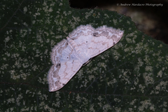 Scopula propinquaria