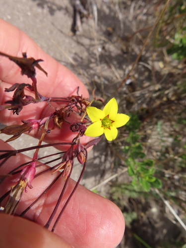 Image of Crassula dichotoma by (c) linkie, some rights reserved (CC BY)