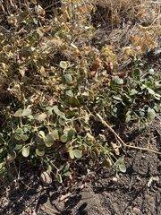 Zygophyllum fabago