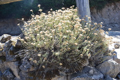 Helichrysum italicum