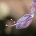 Indian Borage - Photo no rights reserved, uploaded by 葉子