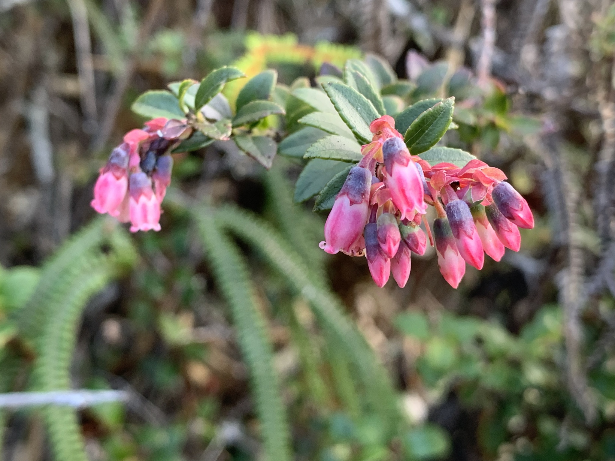 Vaccinium image