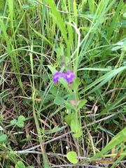 Scutellaria drummondii