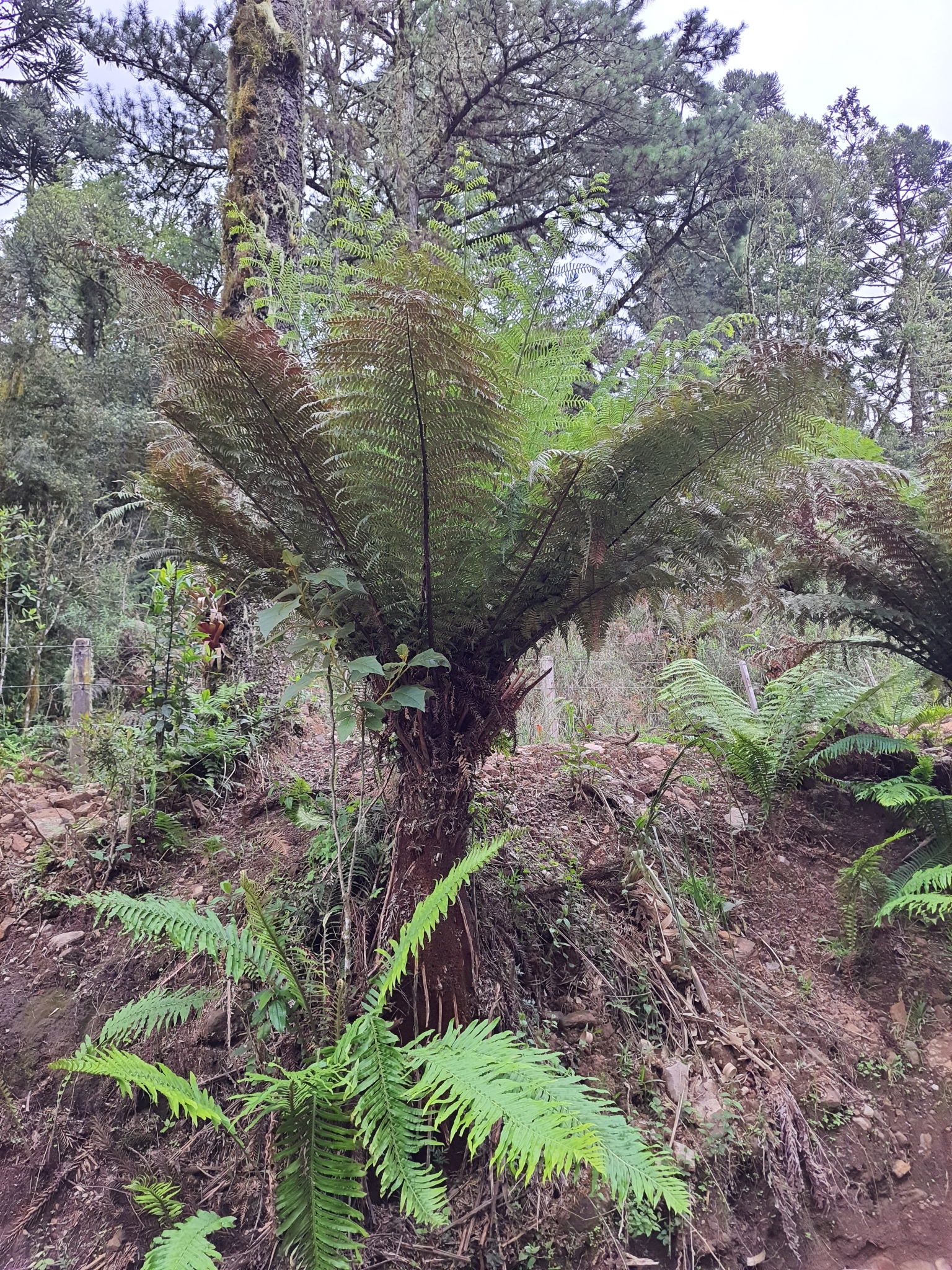 Dicksonia sellowiana