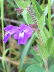 Scutellaria drummondii