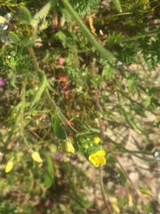 Tropidocarpum gracile