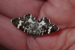 Trichodezia californiata