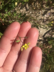 Tropidocarpum gracile