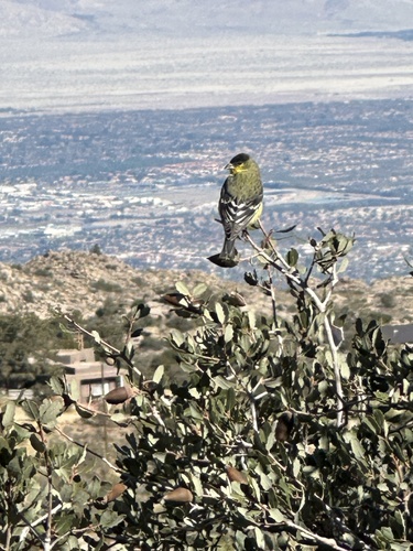 Lesser Goldfinch, Santa Rosa and San Jacinto Mountains National Monument, Mountain Center, CA, US, photo 9 of 10