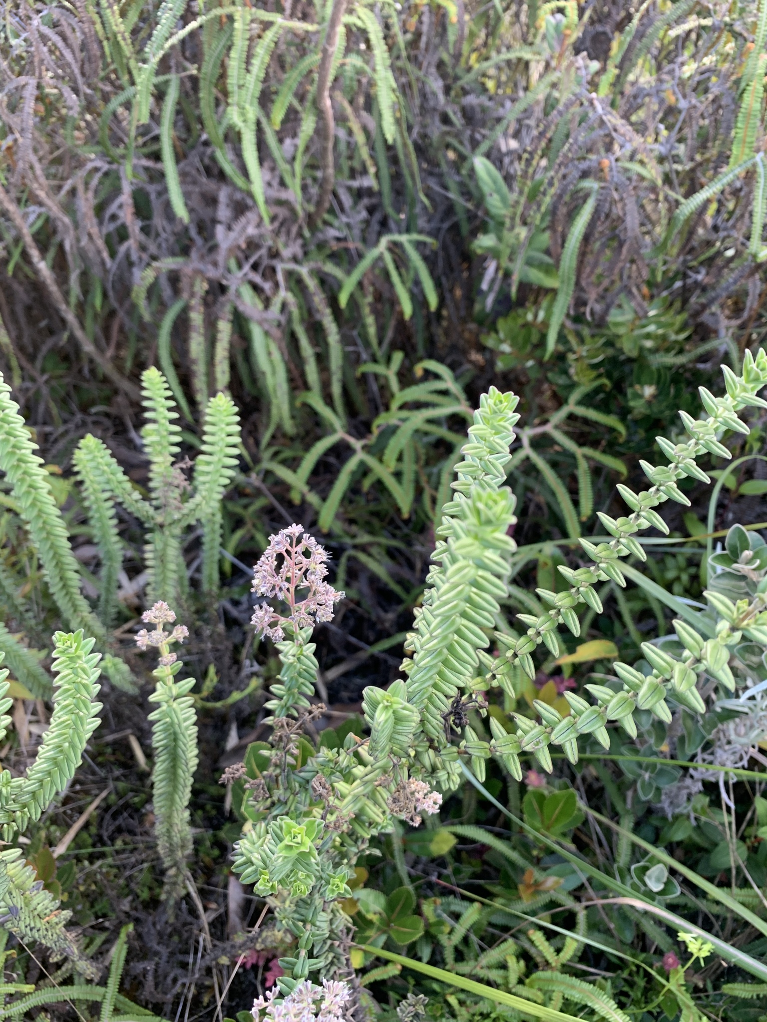 Valeriana image