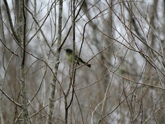 Phylloscartes ventralis