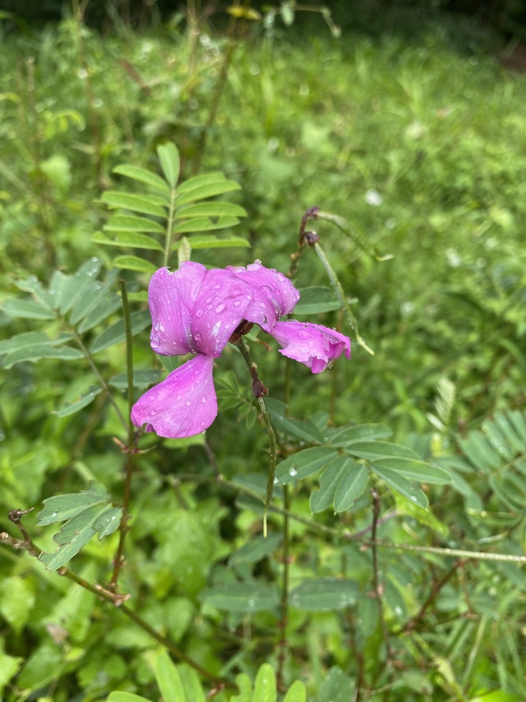 Grand Hoarypea