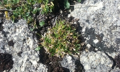 Colobanthus strictus