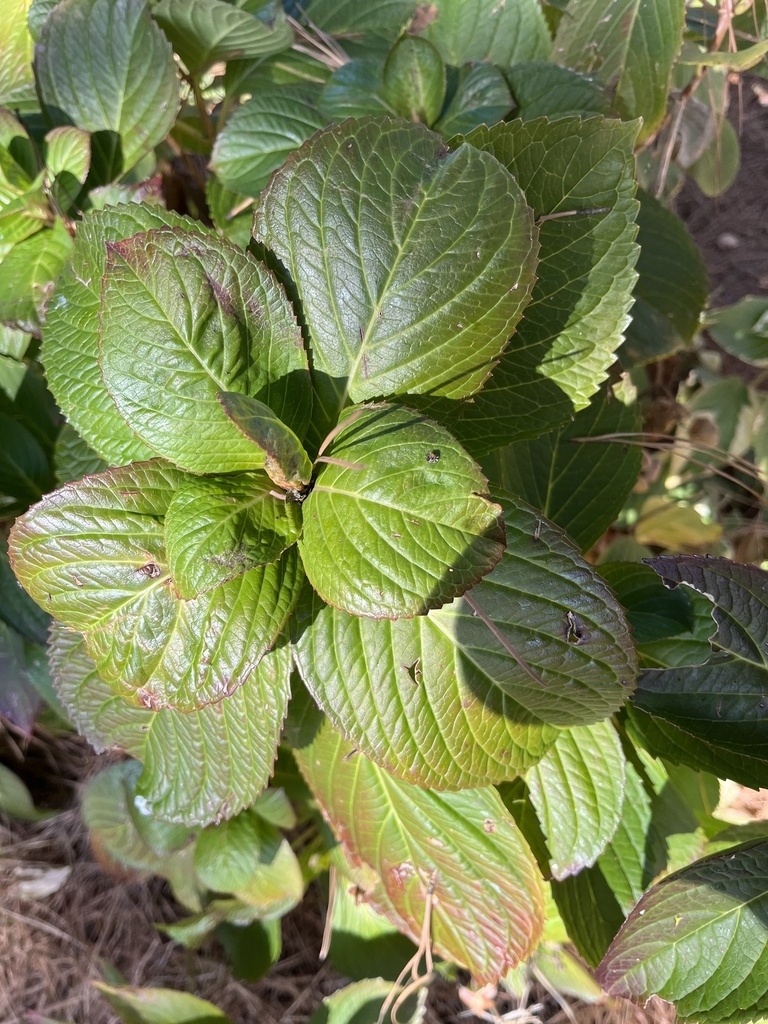 jetton зеркало