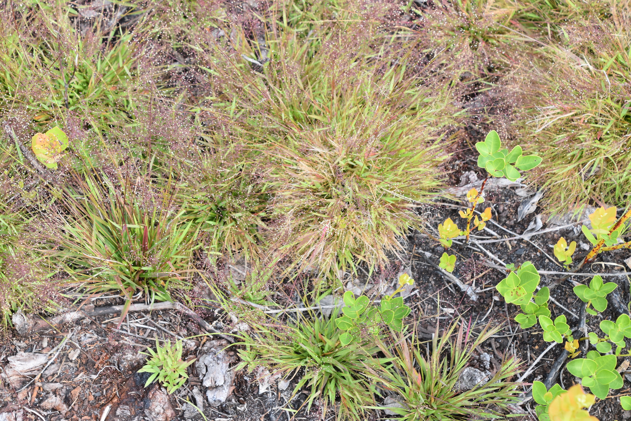Dichanthelium ensifolium