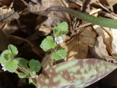 Veronica hederifolia-sublobata-triloba
