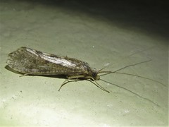 Hydropsyche californica