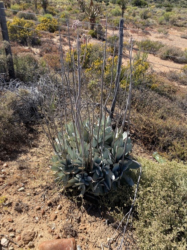 Cotyledon orbiculata