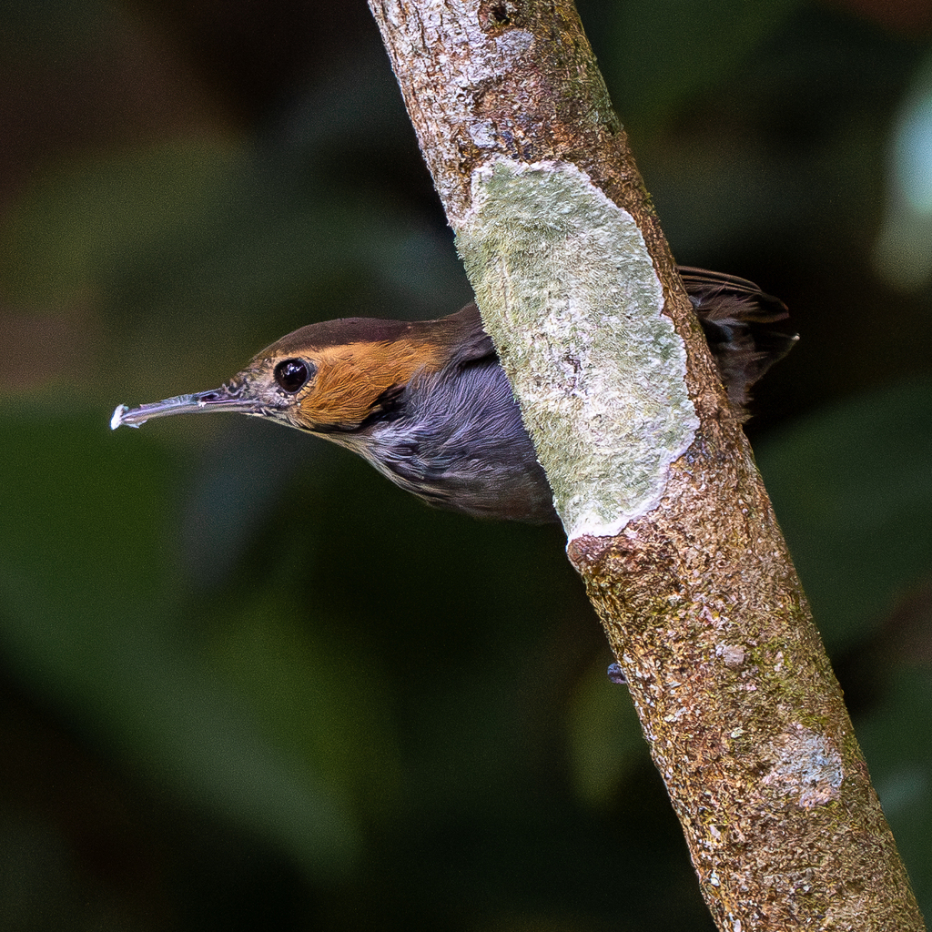 Tawny-faced and Collared Gnatwrens