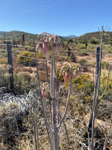 Cotyledon orbiculata