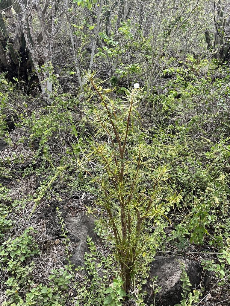 Talinum galapagosum