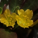 Common Purslane - Photo no rights reserved, uploaded by 葉子